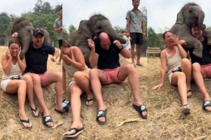 baby-elephant-hug-viral-video-heartwarming-moment