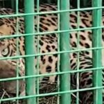 bareilly-hafizganj-leopard-captured-relief-after-month-long-fear