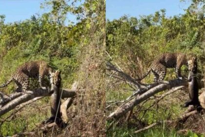 leopard-drags-crocodile-up-tree-viral-video-sensation