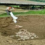 rampur-bird-flu-chicken-deaths-buried-jcb-egg-ban-administration