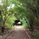 Bareilly Nagar Van Project Symbolic Image